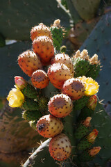 Close-up view of fruits and flowers of a prickly pear cactus