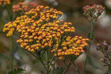 Close up of Achillea Feuerland flowers