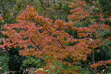 Cornus kousa Miss Satomi showing autumn foliage