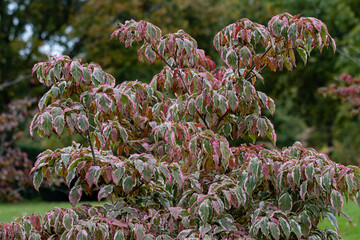 Variegated Cornus kousa Wolf Eyes foliage in autumn