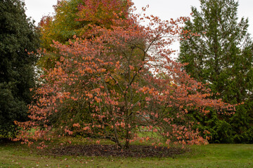 Naklejka premium Cornus Ormonde tree showing autumn colour