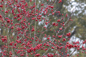 Crataegus persimilis Prunifolia Splendens berries in autumn