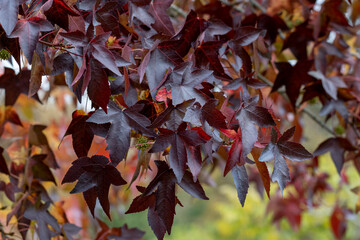 Bright red Liquidambar straciflua Worplesdon foliage in autumn