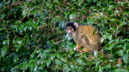 Bolivian Squirrel Monkey in Trees with Copy Space
