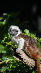 Cotton Top Tamarin Sitting on a Log in the Sunshine Vertical with Copy Space