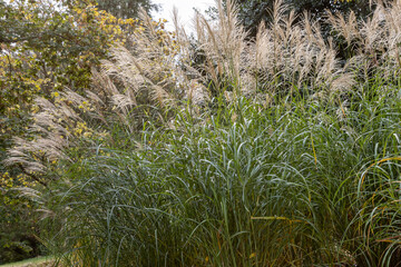 Miscanthus sinensis Silberfeder in flower in autumn