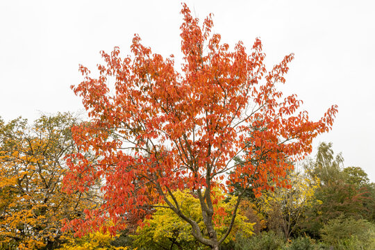 Large Nyssa sinensis Jim Russell tree showing its autumn colour