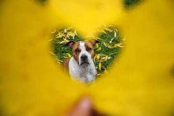 American staffordshire terrier dog and autumn leaf with a heart-shaped hole