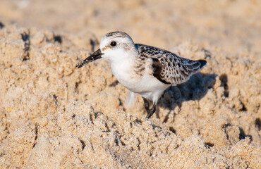 Sandpiper in the Sand