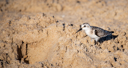 Sandpiper in the Sand