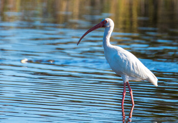 Shorebirds Fishing and Playing in water