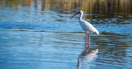Shorebirds Fishing and Playing in water