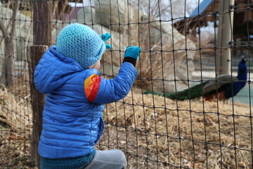 Boy looking at peacock