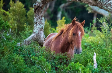 Fototapeta premium Wild Horses on Shackelford Banks