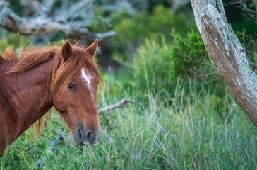 Wild Horses on Shackelford Banks