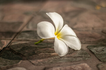 Fototapeta na wymiar close-up frangipani flowers falling on the ground