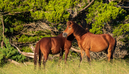 Wild Horses on Shackelford Banks