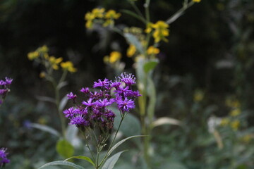 Obraz premium Purple Flowers in a Park