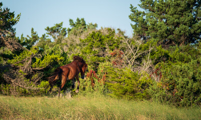 Wild Horses on Shackelford Banks