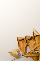 Fototapeta na wymiar leaves on an ivory background