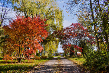 Naklejka premium Fall in Canada