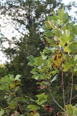 Wilting Leaves