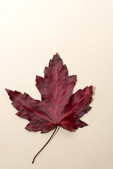 red maple leaf on an ivory paper background