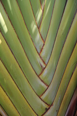 Obraz na płótnie Canvas Tropical Plant Palm Close-up