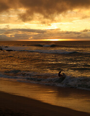 Golden Beach Sunset with Surfer