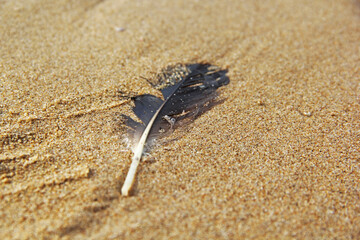 feather over sand
