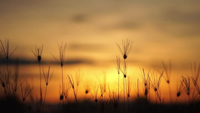 sunrise in the morning