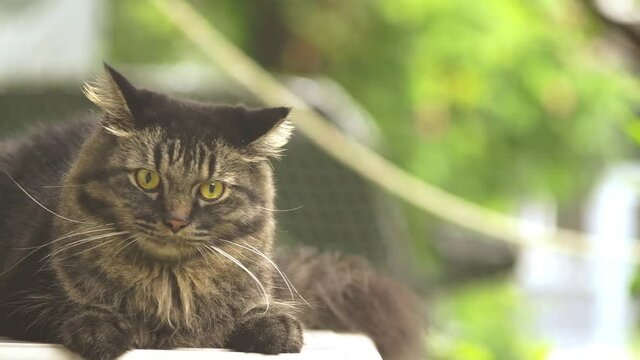 cat in the garden