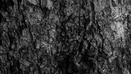 the bark texture, the surface of the tree trunk in dark yet whitish color that looks so old. the natural texture of the forestry.