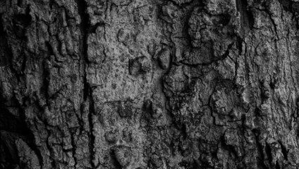 the bark texture with a slit hole, the surface of the tree trunk in dark color. the natural texture of the forestry.