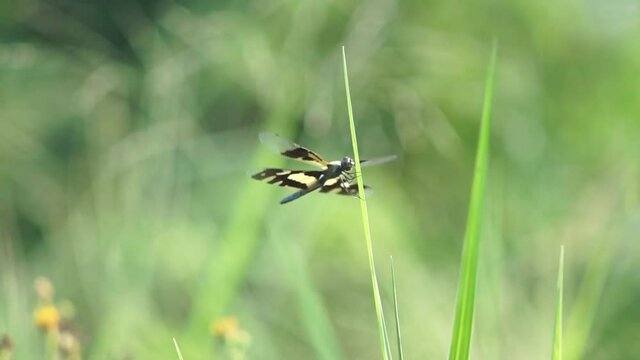 dragonfly on a green grass