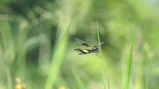 dragonfly on a green grass