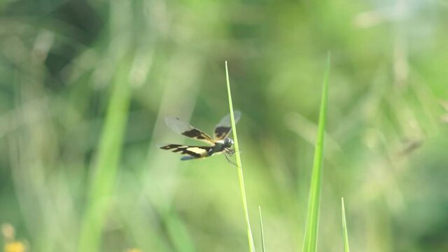 dragonfly on a green leaf