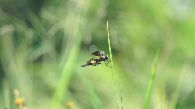 dragonfly on the green grass
