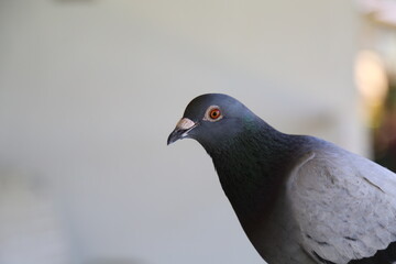close up of a pigeon