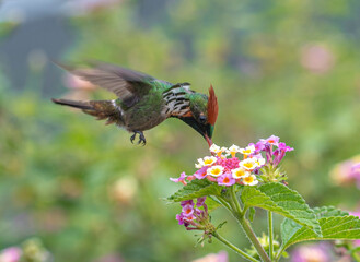 Frilled Coquette
