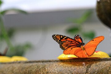 butterfly