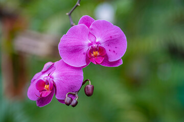 Naklejka premium Orchid