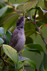 little blackcap, Sylvia atricapilla stretches its beak to a drop of water on a leaf