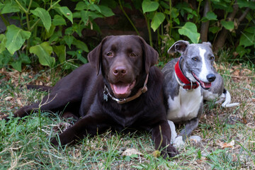 two friends Whippet and Labrador in the garden in summer