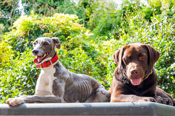 two friends Whippet and Labrador in the garden in summer