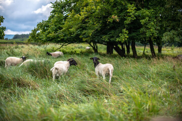 Obraz na płótnie Canvas White and black sheep in a pasture with tall, lush grass