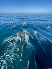 Dolphins off the coast of California  | 2021 
