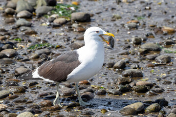 seagull owith seafood on the beach