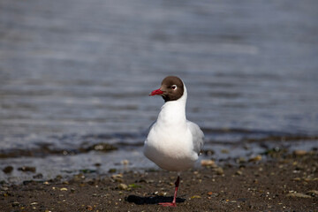 seagull on the beach