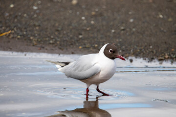 seagull on the beach